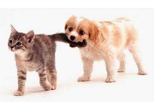 娱乐吃瓜酱爸爸的宠物,揭秘明星宠物的趣味生活  第2张